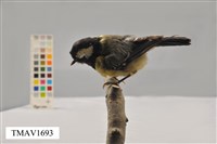 藏品(青背山雀)的圖片